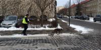 Mantrailer-Hunde suchen nach Spuren.Foto:Steffen Brachert