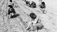 Mit vereinter Kraft: Arbeiterinnen und Arbeiter auf einem Feld des Kibbuz in der Negev Wüste in Israel