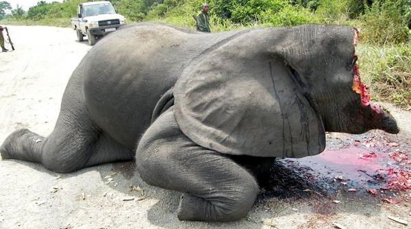 slaughtered elephant virunga