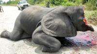 slaughtered elephant virunga