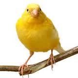 canary