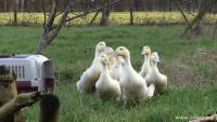 Tierbefreiung in Hessen 11