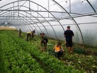 Mitglieder beteiligen sich an der Arbeit in der Gartenkooperative