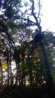 Baumplatform im Wald von Mandres-en-Barrois, Juni 2016
