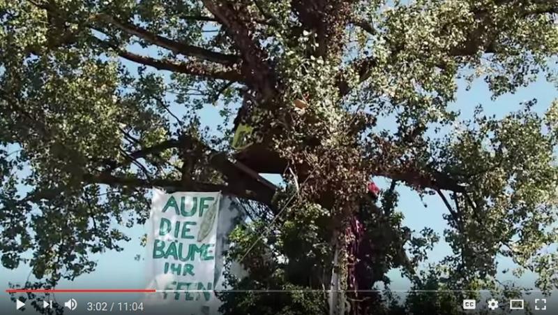 Video zur Baumbesetzung in Bern: Auf die Bäume, ihr Affen