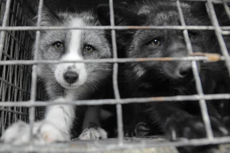 Die Opfer der Pelzindustrie: Zwei Füchse in einer polnischen Pelztierfarm