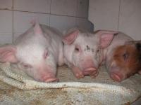 Schweinebefreiungen in Offanengo und Lombardia (Italien)