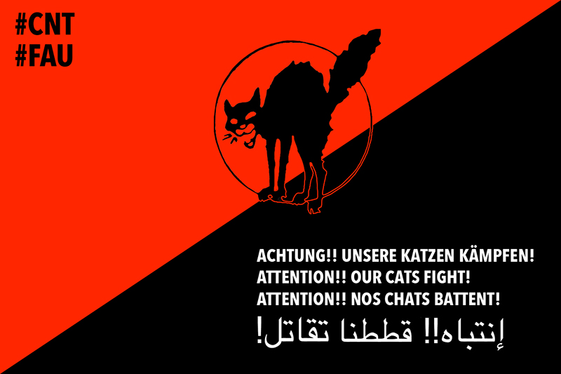 "Unsere Katzen kämpfen!"