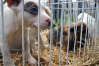 Eingesperrte Hunde: "Der Welpenhandel ist ein Millionengeschäft geworden."